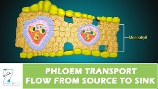 PHLOEM TRANSPORT FLOW FROM SOURCE TO SINK PART 02 [upl. by Tikna]