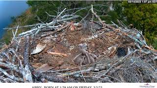 2023 03 14 Osprey Live Stream Moorings Park Naples [upl. by Aticnemrac]