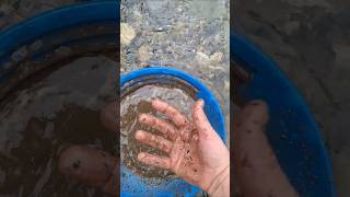 Sampling an old timers pit on my gold claim goldpanning prospecting britishcolumbia mining gold [upl. by Isaacs]