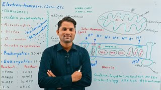 Electron transport chain Chemiosmosisoxidative phosphorylation Respiration Hindi UrduProSuresh [upl. by Anaejer345]