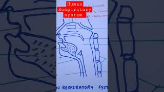 breathing respiration humanrespiratorysystem nasalbreathing biologyneet youtubeshorts [upl. by Eugenides518]