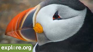 Return of the Puffins 5 Must Know Facts [upl. by Elorac]