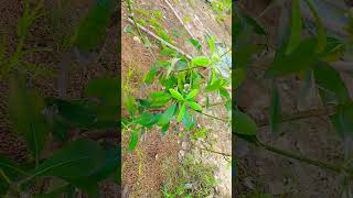 alstonia tree devil tree plants gardening tree nature [upl. by Campball]