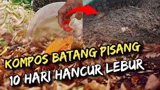 Kompos Batang Pisang 10 Hari sudah HancuRR⁉️😲 Begini Caranya  pupukpembenahtanahorganik [upl. by Arinayed170]