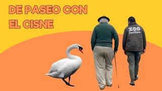 Viviendo en un Zoo De paseo con el cisne  Santillana del Mar [upl. by Wilden284]