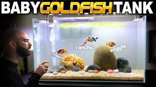 I made a BABY RANCHU goldfish aquarium wiggle bum fish [upl. by Braca424]