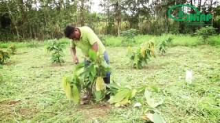 Conozca el proceso de podas en el cultivo de cacao [upl. by Leak]