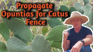 How to Propagate amp Root Cactus Pads Prickly PearOpuntiaNopalPenca Fence and Erosion Control [upl. by Vonnie]