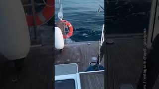 Orcas attack boats near Spain [upl. by Strawn]