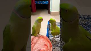 Talk to each other Indian Ringneck parrot bolnewalaparrot petbird totatalking destechparrot [upl. by Akemet993]