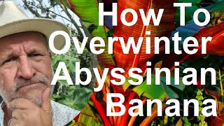 How To Overwinter winterize Abyssinian Banana  Ensete ventricosum Maurelii [upl. by Nilram]