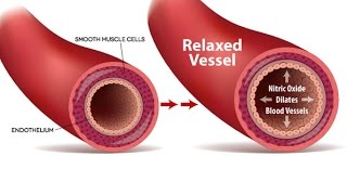 Get The Blood Flowing How To Enhance Your Endothelial Nitric Oxide NO [upl. by Correna765]