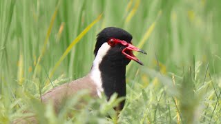 Scared Red Wattled Lapwing Bird and He Was Calling His Partner  Titahari Bird Sound [upl. by Frymire]