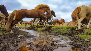 Beautiful Herd of Horses Running Free [upl. by Eelirol]