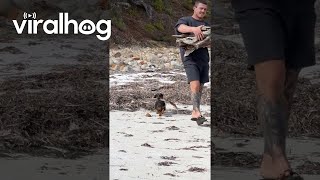 Dachshund Helps Collect Firewood  ViralHog [upl. by Oremodlab]