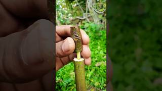 Grafting fig very easy 2025 grafting satisfying [upl. by Dru]