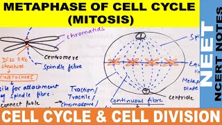 Metaphase of mitosis in Hindi  Metaphase of mitosis class 11  Metaphase cell cycle  NEET 2021 [upl. by Rehctaht628]