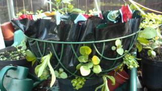 How to plant a Hanging Basket [upl. by Nnylassej246]