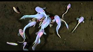 Amazing underwater footage of NEW SPECIES Hadal Snailfish [upl. by Nabila412]