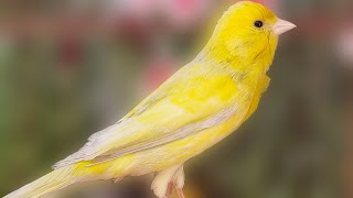 Beautiful Yellow Canary Powerful Song For Training Canaries [upl. by Fenton866]