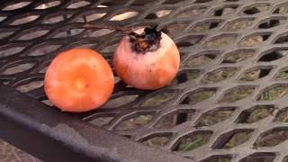 Processing and Eating American Persimmon  Part 1 [upl. by Hteb522]