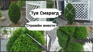 Туя СмарагдСтрижём вместе [upl. by Emilee530]