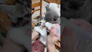 Cute kitten cat lovecats cats catvideos kittens catlover princesscat kitten  886 [upl. by Ball]