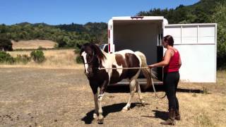 Trailer Loading a Horse that Pulled amp Refused to Load  Dangerous Horse Rick Gore Horsemanship [upl. by Sicular295]