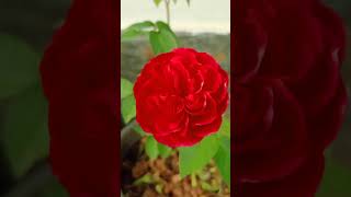 Camellia japonica Rose of Winter [upl. by Aicilra]