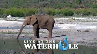 Elephants amp Buffalo  Live At The Waterhole [upl. by Amathist721]