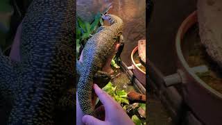 Picking up and petting my tame mangrove monitor lizard [upl. by Bartolemo804]