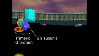 Some G proteins activate Phospholipase C pathway  part 1 [upl. by Marcy]