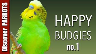 Happy Budgies 1  Budgerigar Sounds to Play for Your Parakeets  Discover PARROTS [upl. by Imtiaz]