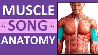 Major Muscle Song Anatomy Mnemonics Location Action Name of Muscles [upl. by Vallery]