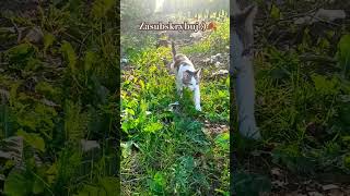 Kotka Pica fanką jesieni 🍂😸 funny pets cat viralvideo shorts puppy [upl. by Karyn]