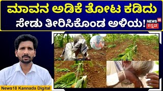 Areca Nut Plants Destroyed  ಅಳಿಯನ ಸೇಡಿಗೆ ಬಲಿಯಾಯ್ತು ಮಾವನ 25 ಲಕ್ಷ ಮೌಲ್ಯದ 106 ಅಡಿಕೆ ಗಿಡಗಳು  N18V [upl. by Eldrid]