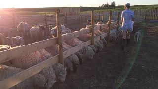 v 107 Fenceline feeder Sheep Farm 2021 June [upl. by Tor]