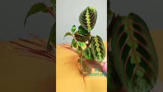 My Water Propagations 4 Different Plants [upl. by Adnovoj]