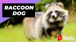 Raccoon Dog 🐶 Unique Animal You Have Never Seen [upl. by Eiralam]