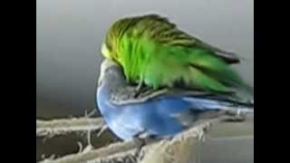 Familienplanung  Budgies Mating [upl. by Paxton]