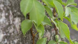 Parthenocissus quinquefolia  Virginia Creeper [upl. by Ielak468]