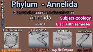 Annelida general character Bsc 5th semester zoology [upl. by Gitt]