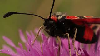 Zygaena fausta [upl. by Jewett]