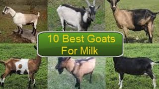 10 Best Goat Breed For Milk [upl. by Aniuqaoj]