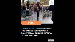 ¡EXCESO DE TERNURA DESFILE DE GANSOS SORPRENDE EN ÁMSTERDAM [upl. by Wilkens]