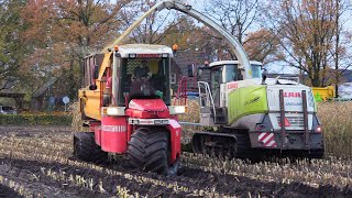 Maïs 2023  Claas Jaguar 940 on tracks  Vervaet Track Trike  Prinoth Panther  DEWA  Wet Fields [upl. by Saqaw675]