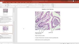 97 Epithelial tissue types and histology pics of each PowerPoint 2019 07 22 17 05 57 [upl. by Boland]