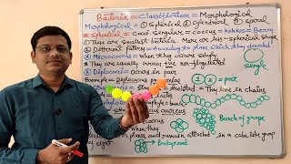 Microbiology 13  Morphology of Bacteria  Morphological Classification of Bacteria  Bacteria [upl. by Eiramanad]