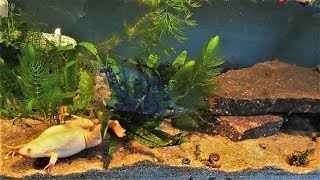 African Clawed Frog Tank Setup amp Care Xenopus laevis [upl. by Avat950]