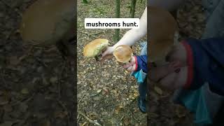 Mushrooms hunt in Poland forest🇵🇱 there is always mushrooms music muschroom [upl. by Brockwell]